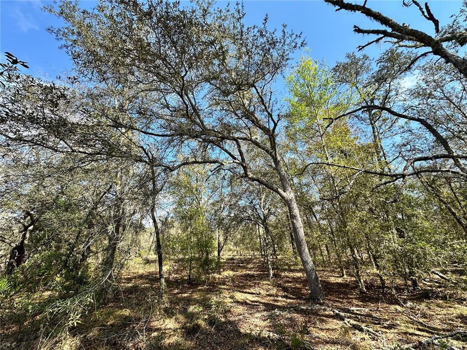 На продажу: $8,000 (0.24 acres)