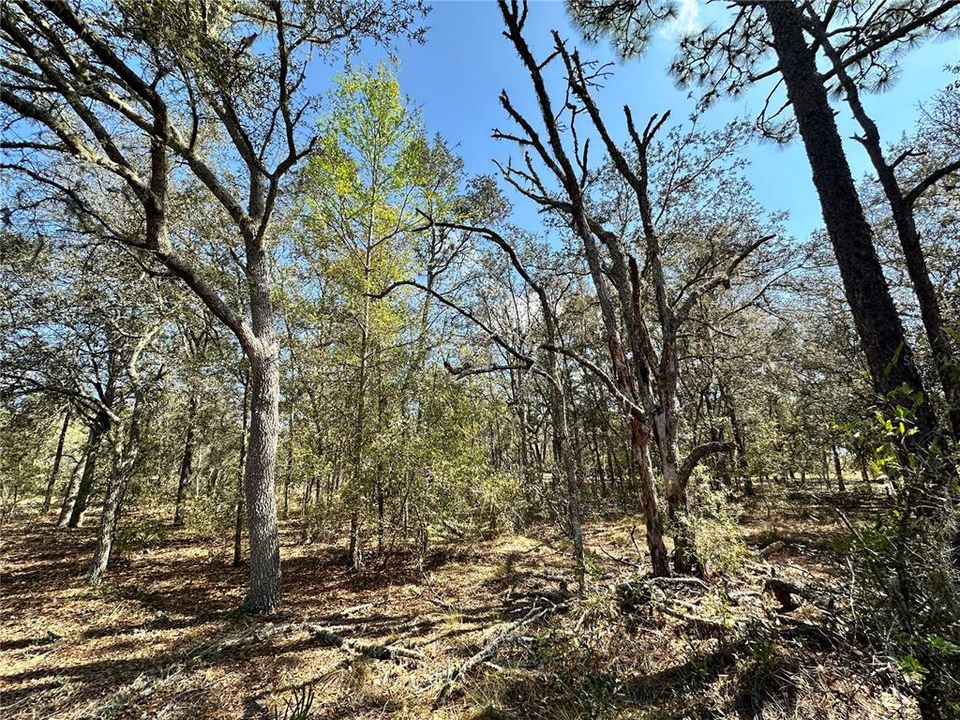 На продажу: $8,000 (0.24 acres)