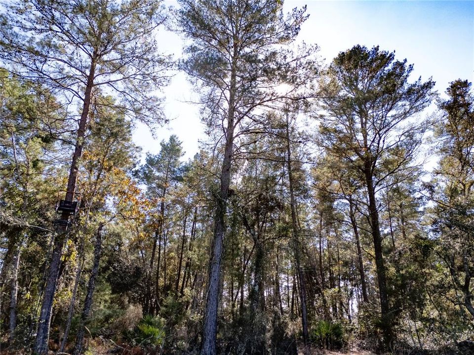 For Sale: $145,000 (9.23 acres)