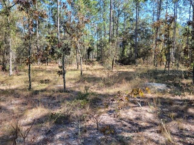 На продажу: $29,999 (1.25 acres)