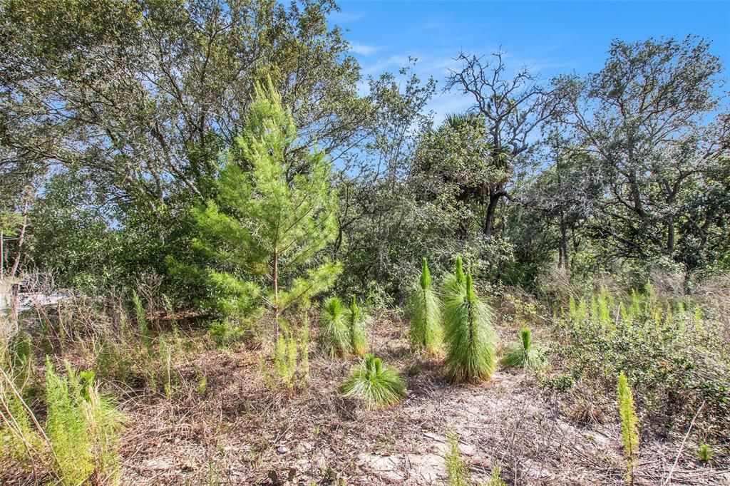 En Venta: $499,000 (5.00 acres)