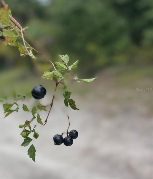 待售: $110,000 (7.50 acres)