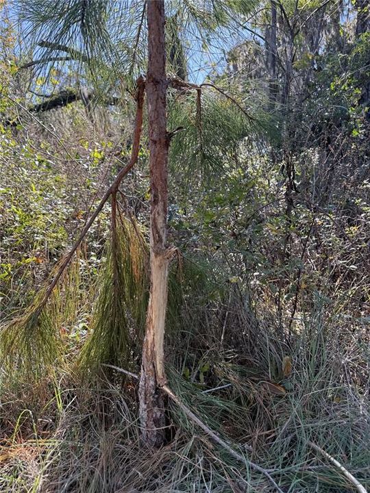 For Sale: $3,683,000 (63.50 acres)