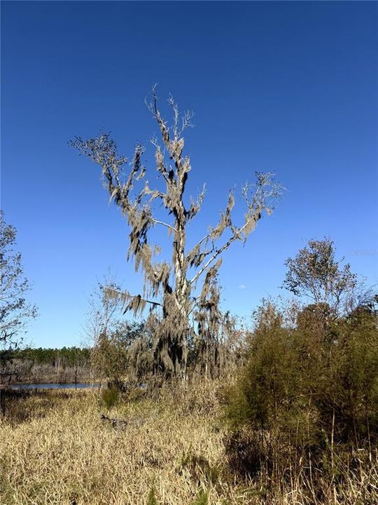 For Sale: $3,683,000 (63.50 acres)