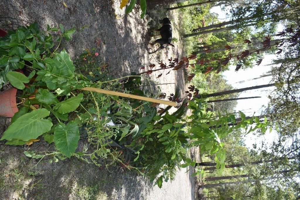 En Venta: $240,000 (3 camas, 2 baños, 1600 Pies cuadrados)