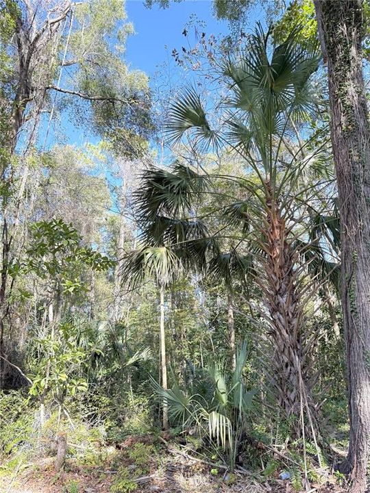 На продажу: $24,900 (1.00 acres)