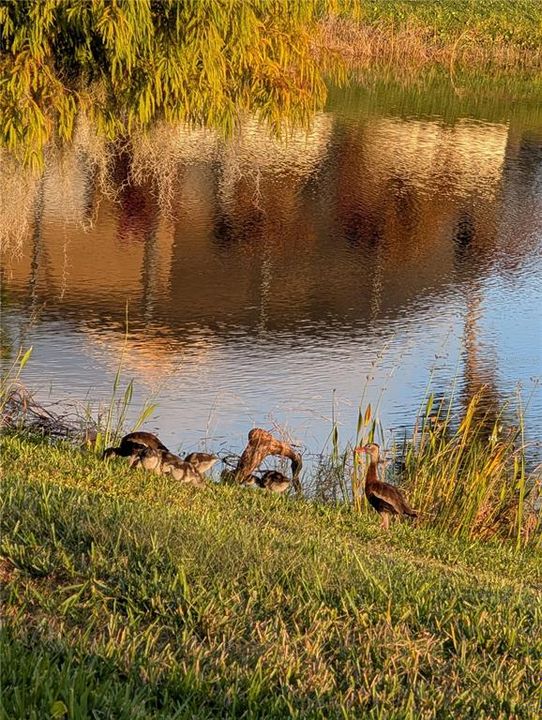 出租: $2,000 (2 贝兹, 2 浴室, 1507 平方英尺)
