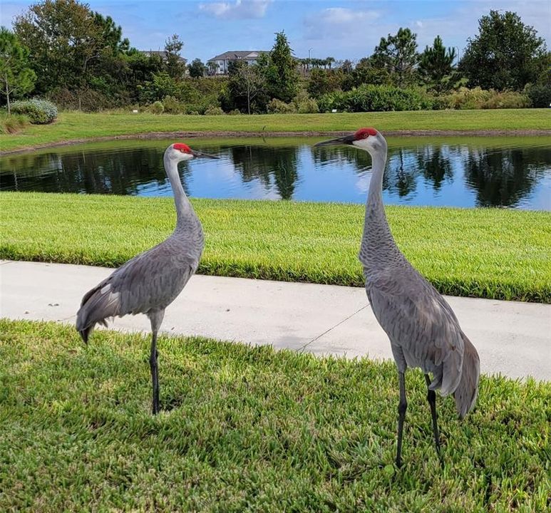En Renta: $3,650 (4 camas, 3 baños, 2929 Pies cuadrados)