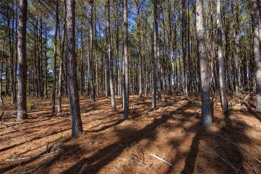 Active With Contract: $130,000 (3.86 acres)