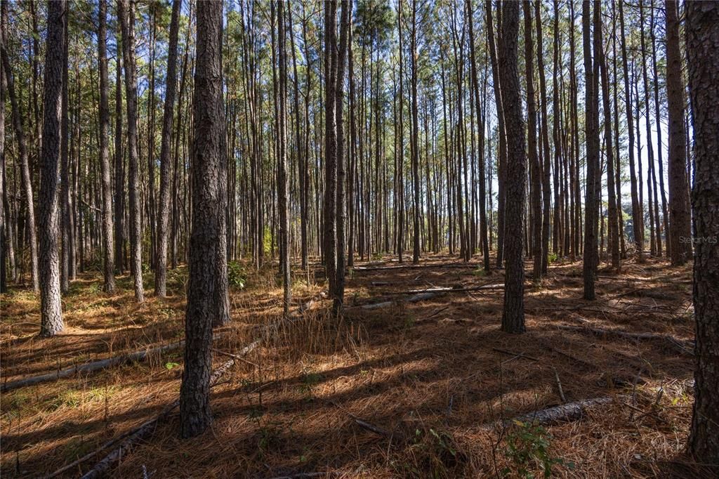 Active With Contract: $130,000 (3.86 acres)