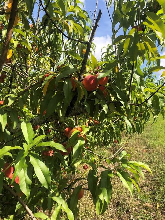 En Venta: $349,000 (5.00 acres)