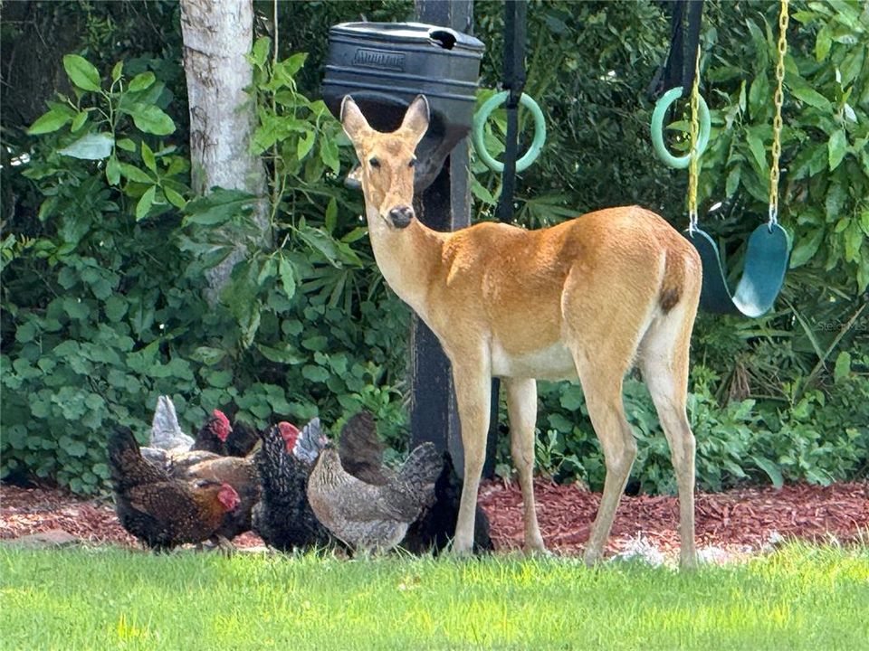 待售: $985,000 (5 贝兹, 3 浴室, 3337 平方英尺)