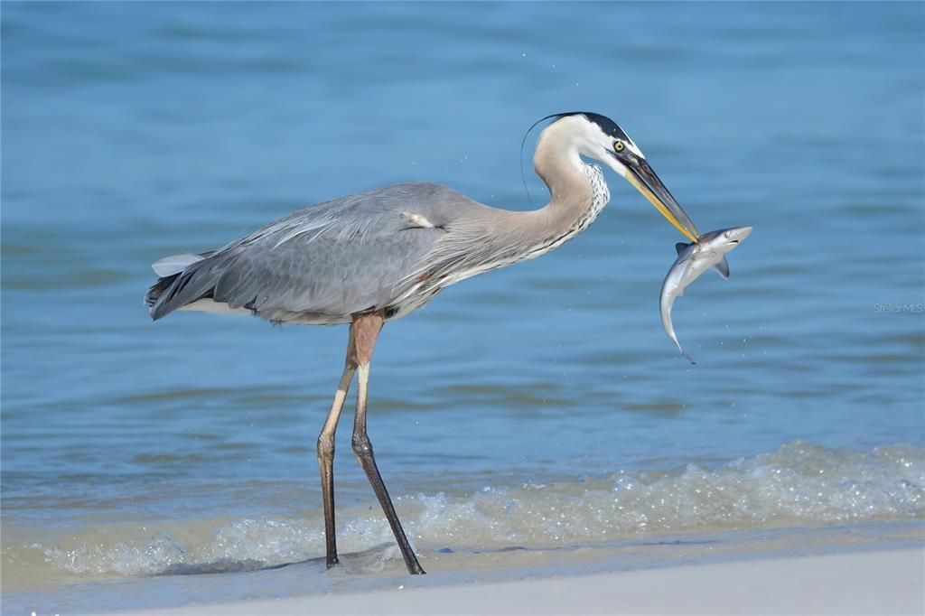 На продажу: $449,000 (3 спален, 2 ванн, 2182 Квадратных фут)