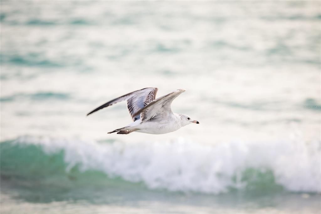 For Sale: $1,995,000 (4 beds, 3 baths, 2483 Square Feet)