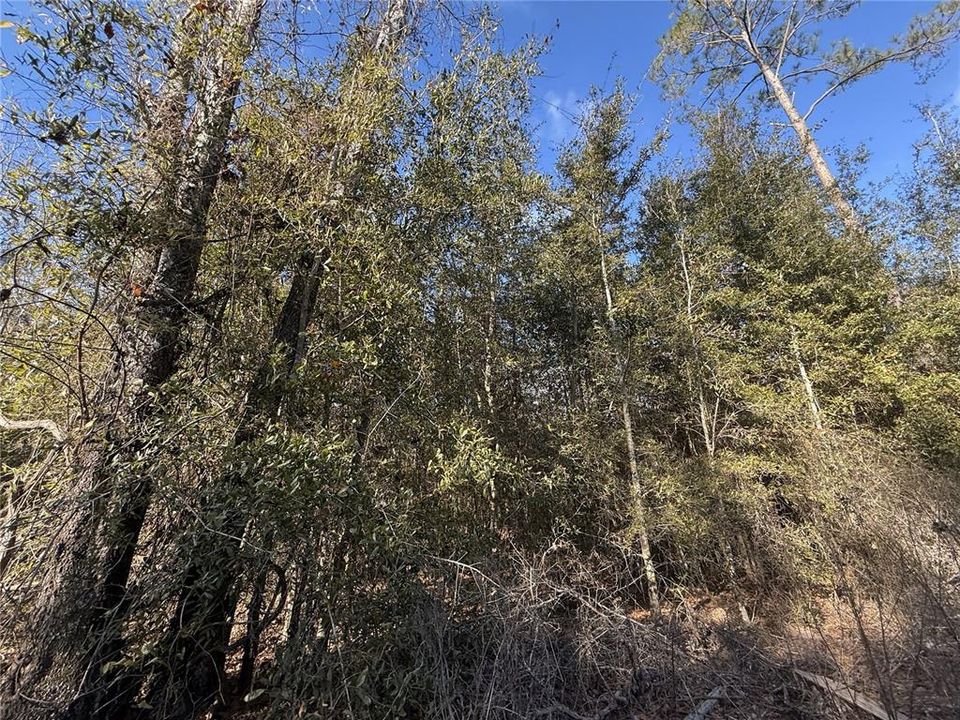 For Sale: $75,000 (5.60 acres)