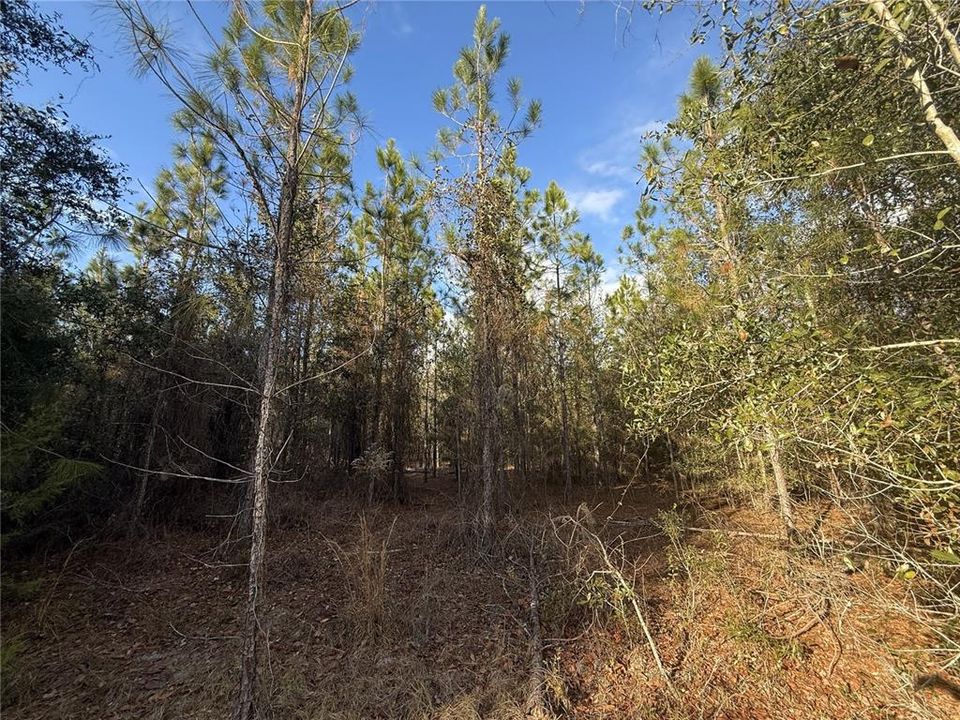 For Sale: $75,000 (5.60 acres)