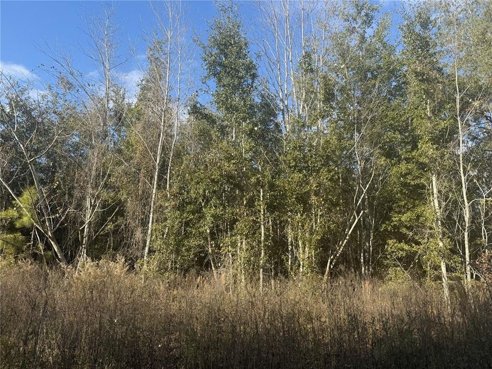 For Sale: $75,000 (5.60 acres)