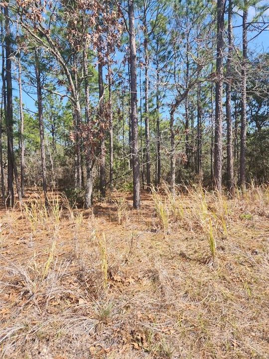 For Sale: $79,000 (1.23 acres)