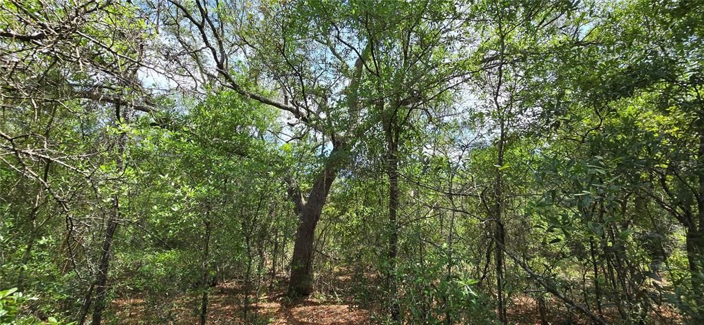 На продажу: $9,400 (0.23 acres)