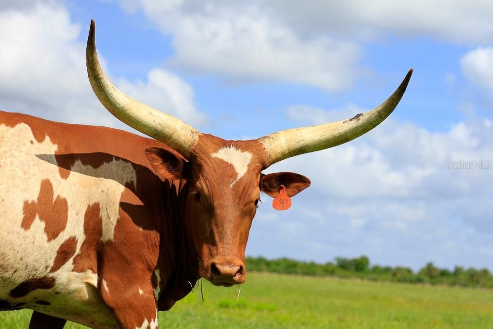 待售: $120,000 (0.06 acres)