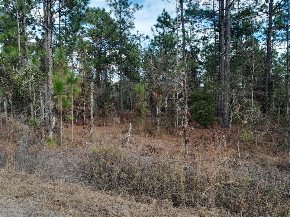 For Sale: $15,500 (0.23 acres)