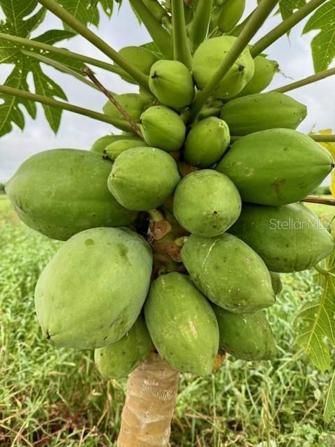 En Venta: $339,000 (10.00 acres)