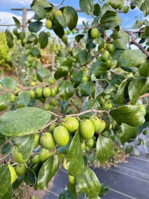 En Venta: $339,000 (10.00 acres)