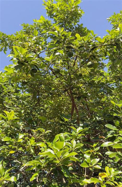 На продажу: $539,000 (3 спален, 2 ванн, 2048 Квадратных фут)