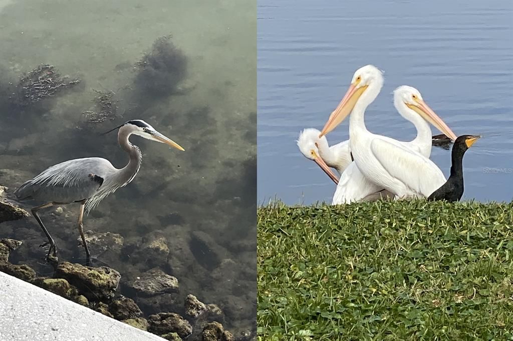 待售: $219,000 (1 贝兹, 1 浴室, 562 平方英尺)