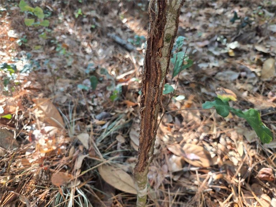 待售: $1,149,000 (96.41 acres)