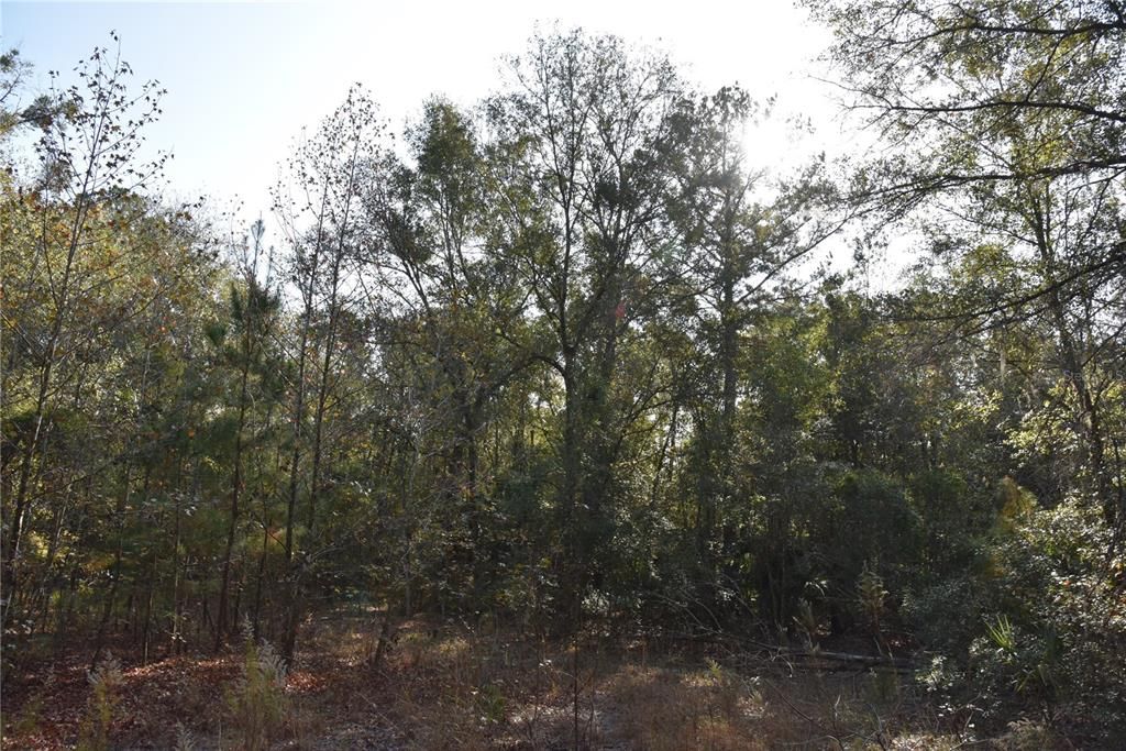 待售: $1,149,000 (96.41 acres)