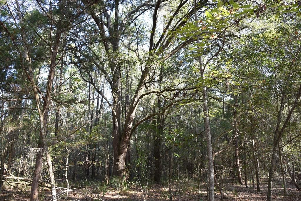 待售: $1,149,000 (96.41 acres)