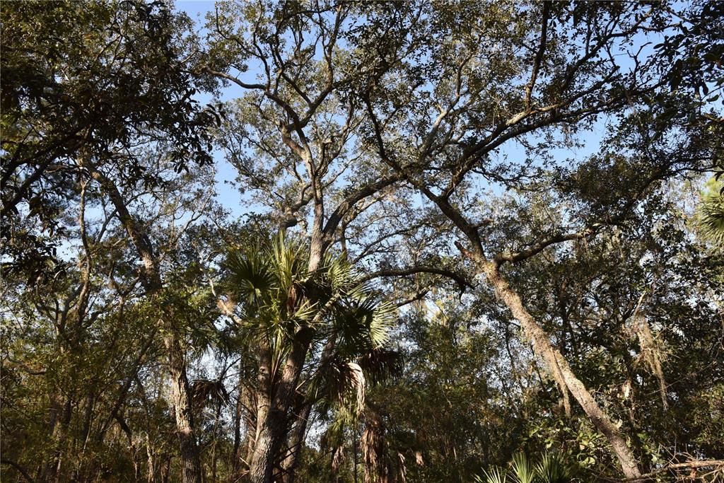 待售: $1,149,000 (96.41 acres)