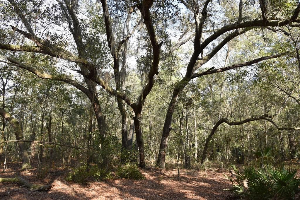 待售: $1,149,000 (96.41 acres)