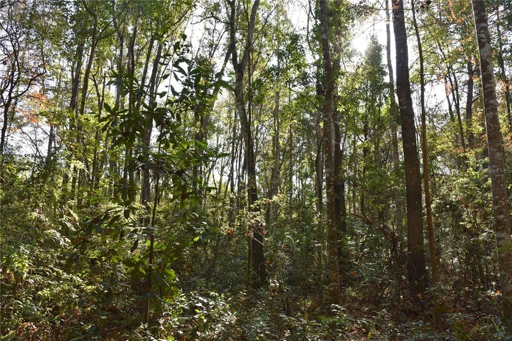 待售: $1,149,000 (96.41 acres)