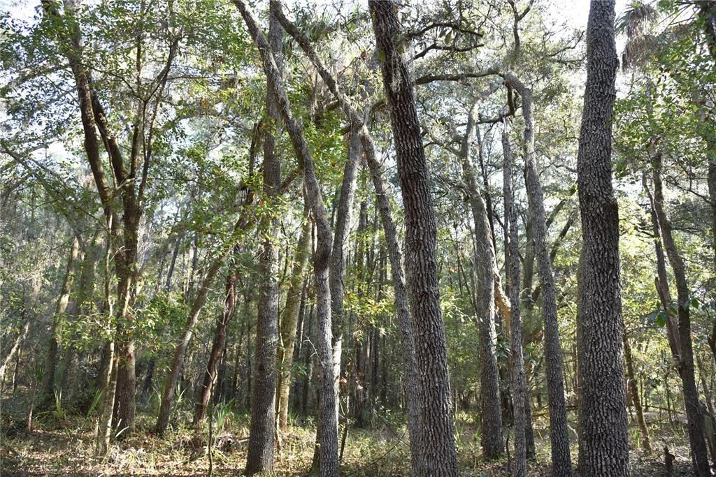 待售: $1,149,000 (96.41 acres)