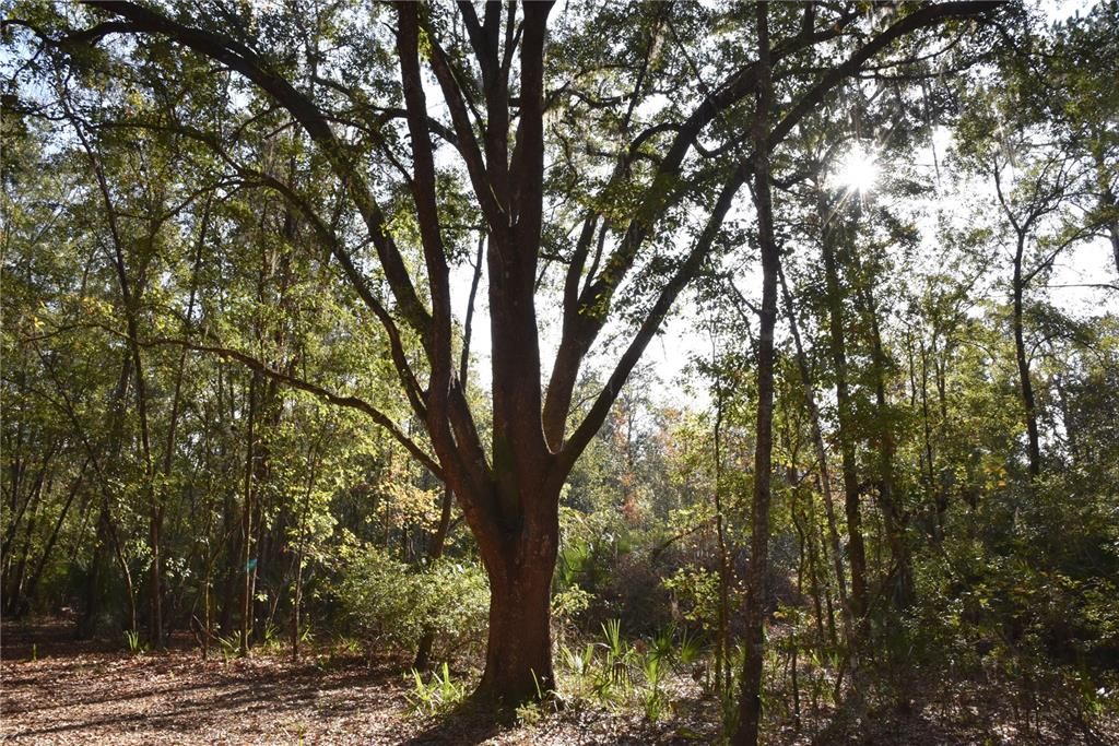 待售: $1,149,000 (96.41 acres)