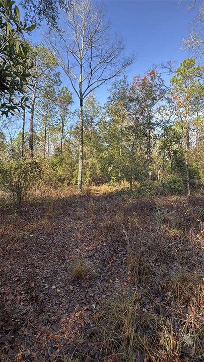 En Venta: $65,000 (4.00 acres)