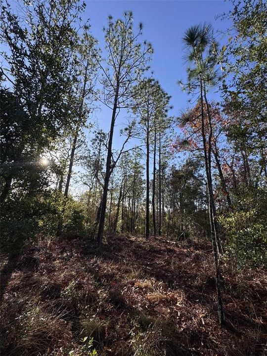 En Venta: $65,000 (4.00 acres)