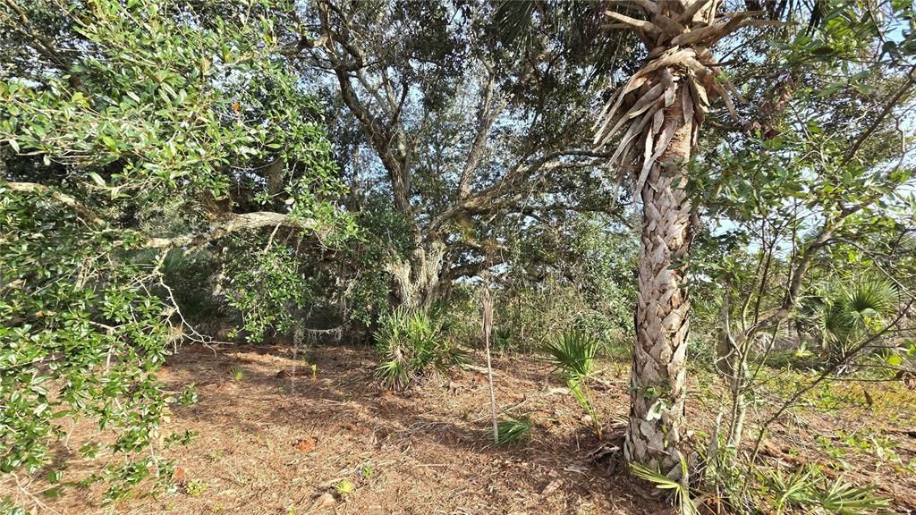 На продажу: $49,999 (1.25 acres)