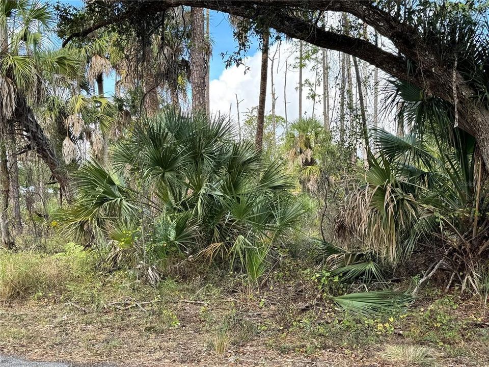 For Sale: $23,000 (0.23 acres)