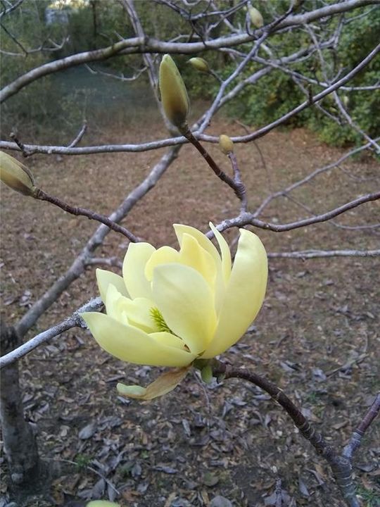 For Sale: $59,900 (1.98 acres)