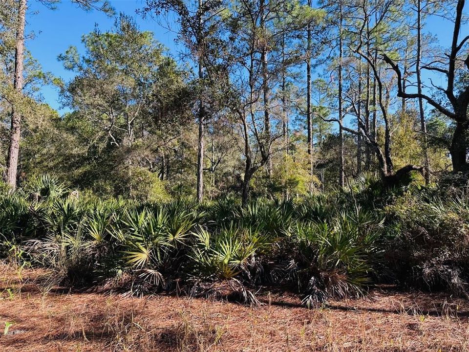 На продажу: $125,000 (10.00 acres)