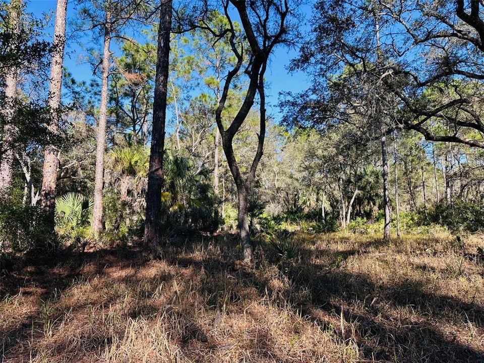 На продажу: $125,000 (10.00 acres)