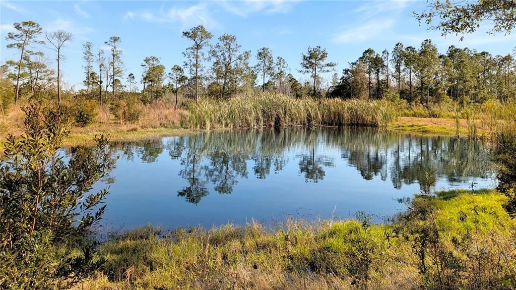 На продажу: $197,500 (9.11 acres)