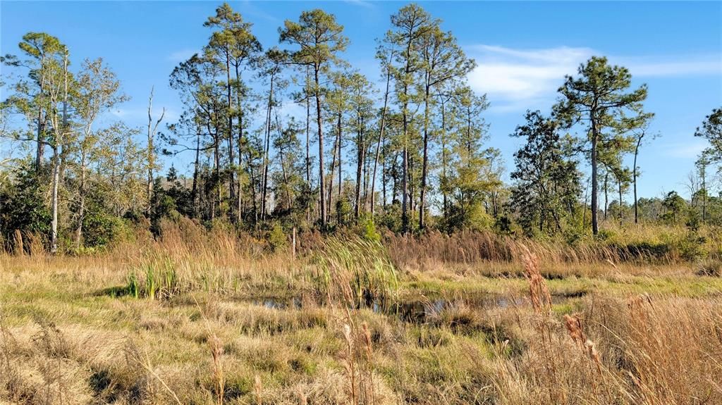 На продажу: $197,500 (9.11 acres)