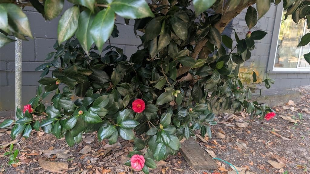 En Venta: $379,000 (3 camas, 1 baños, 1332 Pies cuadrados)