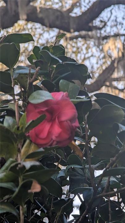 En Venta: $379,000 (3 camas, 1 baños, 1332 Pies cuadrados)