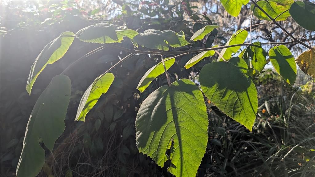 En Venta: $379,000 (3 camas, 1 baños, 1332 Pies cuadrados)