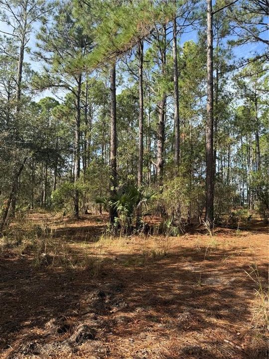 На продажу: $299,000 (35.17 acres)